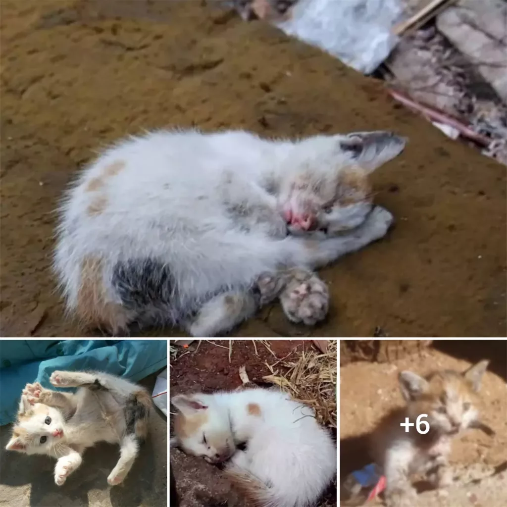 “A Heartwarming Scene: Rescued Feline Finds Peaceful Slumber After Surviving a Fire”